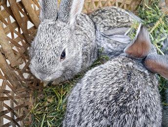 报告称育碧《不羁联盟》本周末举行新测试 暂定今夏发售